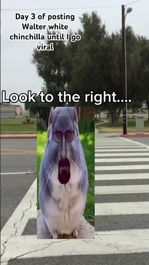 Day 3 of posting walter white chinchilla until I go viral #chinchilla #memes #funny #funnypictures
