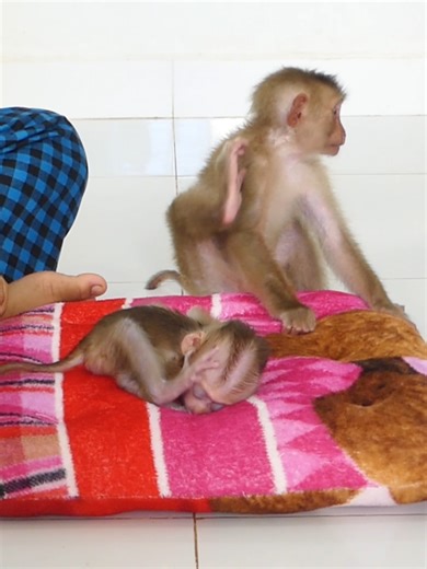 Cute Baby Monkey Bom's Family | Mr Bon
