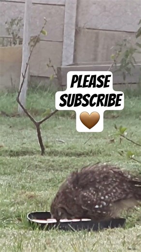 Spotted eagle owl having an early morning bath. #summer #owls #birds