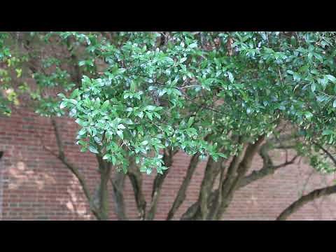 Yaupon holly (Ilex vomitoria) - Plant Identification