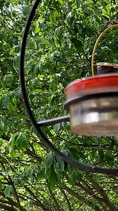 65 reactions · 17 comments | Close up of a Male Ruby throated Hummingbird #birds #naturelovers #birdwatching #wildlife #naturephotography #hummingbird | Kelly Lynn Mitchell | Facebook
