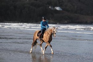 Palomino foals and stallions on the beach: check out this magical Welsh Section B stud - Horse & Hound