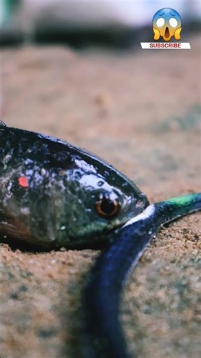 Dangerous Fish eating a Snake🥶 unbelievable😳 #fish #snake #fightingfish
