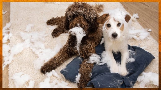 How to fix most dog behavior and obedience problems