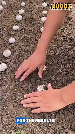 How to Grow Garlic at Home The Easy Way!