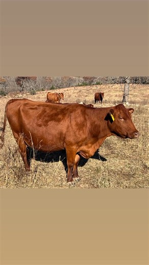 🚨 CLEAR SPRING RANCH — COMPLETE FALL HERD DISPERSAL 🚨 45–50 HEAD OF FALL PAIRS AVAILABLE! It’s bittersweet, but the entire fall-calving herd at Clear Spring Ranch is now being offered for sale. This is a complete dispersal — your chance to bring home a consistent, well-managed set of cows with calves at side. 🌾 What’s Included: • 55-60 fall pairs • Cows are solid, running-age mamas • All with healthy calves at side • Herd is heavily South Poll influenced • All 2025 calves will be 50% South Po