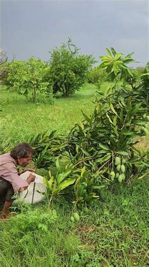 Amrapali Mango 🥭 #thevillagewhisperer