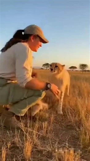 Seeing a rare albino cheetah is a miracle in itself, but watching them be this playful? My heart is so full. This is completely unedited, straight from my phone. Turn the volume up to hear those purrs! ​#Wildlife #Cheetah #RareAnimals #NatureIsBeautiful #Heartwarming | Native Fauna US