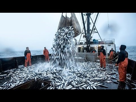 Inside a Real Purse Seine Haul (Thousands of Fish in Minutes)