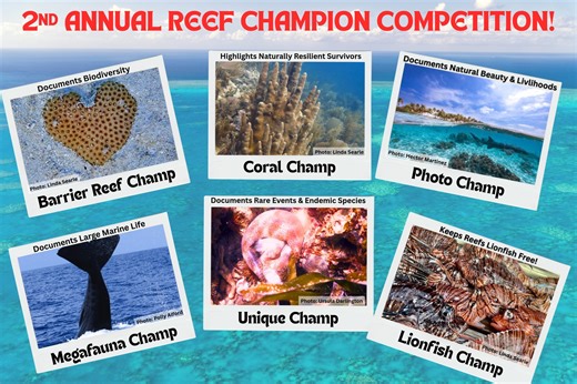 Become a Reef Champion and help protect marine life by reporting sightings of iconic sea creatures like manatees, turtles, rays, and more. Monitor coral, report marine life, and win prizes! | Love FM Belize - News and Music Power