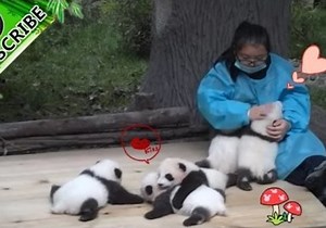 Nursing 5 Panda Cubs at a Time Is the Best Job Ever