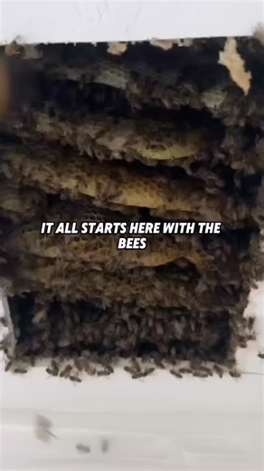 It all begins here — inside the hive. From the bees building the comb, to collecting nectar, to creating pure, raw honey. Every jar starts with their work and our care. Watch the journey from hive to bottle. #Beekeeping #HoneyProcess #RawHoney #FromHiveToHome #LocalHoney #SustainableFarming #alizashoney | Aliza’s Honey