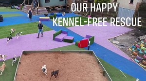 6.5K views · 351 reactions | Every morning we open the doggies’ log cabin door and they run out with joy ready to start a new day in their adventure playground. If you like our vision of an alternative to traditional kennels please give us a share and help others see happy communal living is possible x | Dogs 4 Rescue | Facebook