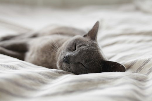 63 Songs About Sleeping and Insomnia