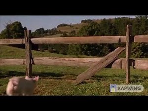 Maa's Death from BABE 1995