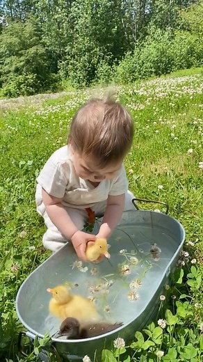 Kindness 💛💛💛 . . . . . #babyducks #duckling #thatsdarling #countryhome #countrylife #happyducks #latesummer #kindnessmatters #kindhearted #kindnessalways #countryliving | Mamasoli_go