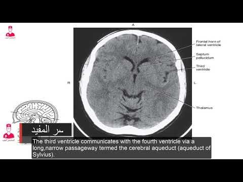 Brain anatomy 🧠|| ventricular system