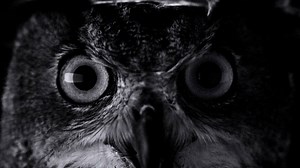 491K views · 1.1K reactions | Two all-new cameras that shoot as one for high-res optical zoom at 2x. iPhone 7 Plus. | Apple | Facebook