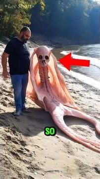 Top 4 Animals That Look Straight-Up Alien 😱🤯