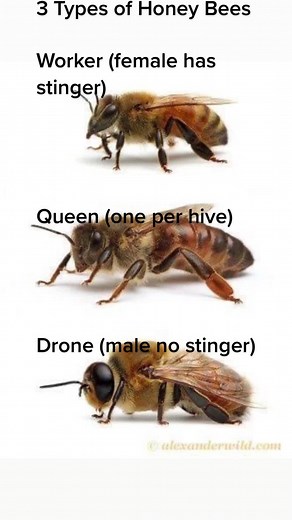 #3typesofbees #castsofbees #queenbee #workerforagerbee #femalebees #dronebee #malebee