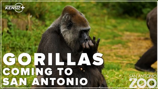 Newsmaker Interview | Gorillas coming to San Antonio Zoo