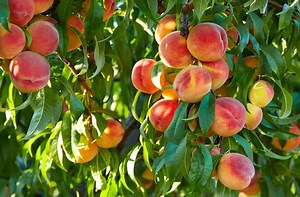 Home fruit tree care in Eastern Oregon