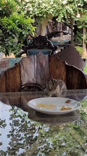 #minivlog #viral #nature