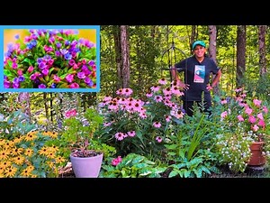 Dividing & Planting Pretty Lungwort Pulmonaria ! Budget Gardening