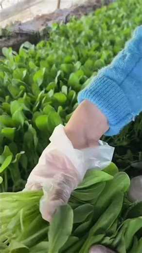 The sound of picking fresh vegetables is so relaxing and soothing.