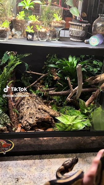 120 gal Ball Python Enclosure Setup — Bioactive Tank Guide