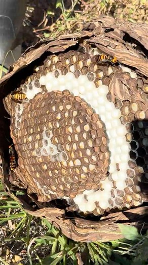 How to get a giant hornet's nest