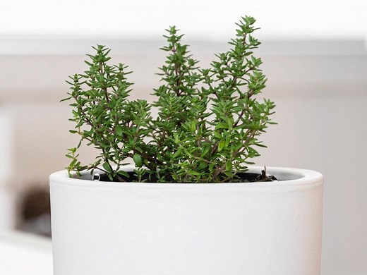 How To Grow And Care For Thyme  - Bunnings Australia