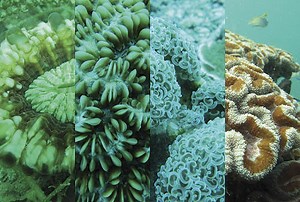 Is climate change hitting the world's coral reef epicenter?