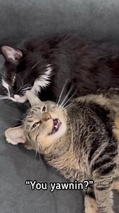 26K views · 928 reactions | So much yawning from these two! | Aymie Herman And Family | Facebook