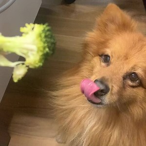 397K views · 1.8K reactions | See those dark stains around your dog's eyes? They could be more serious than you think. Learn below how dangerous they might actually be and a simple way to fight it! | PetLab Co. | Facebook