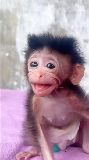 Orphan Baby Monkey Cries When Bored – Needs Comfort 😢🐒