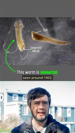 The Immortal Worm That Can Grow Two Heads - Michael Levin
