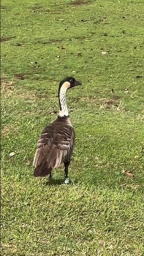 Nene Goose - Hawaii State Bird #hilo #bigisland #birds