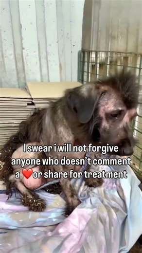 please save us #dog #dogrescue