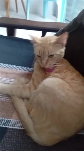 Os vídeos de Ágata oficial (@uranilima2) com som original - Ágata oficial