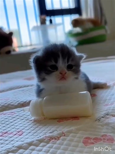 First Milk for Baby Kitten! 🍼 Heart-Melting Cuteness 😻✨