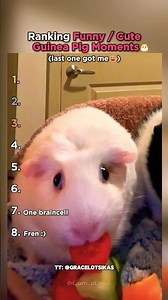 Ranking Guinea Pig Moments That Made Us Laugh!