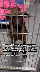 Tagged by rescue 🚨URGENT — Ocean will be unalived for SPACE 1/15 without placement by 11AM.🚨 Ocean #A1252984 📍Dallas Animal Services 1818 N Westmoreland Rd, Dallas, TX 75212 • 9 months, Neutered Male, 33 lbs • UTD on shots & prevention | Dewormed | Microchipped • Heartworm Negative • History: Owner surrender 6/16 for “personal issues” with 4 siblings → adopted 6/25 → later found as a stray at another shelter → transferred back to DAS 12/19 Ocean is a young, energetic adolescent who comes in w