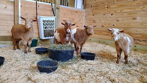 MSPCA seeks adopters after goats, ducks, chickens surrendered amid frigid temps
