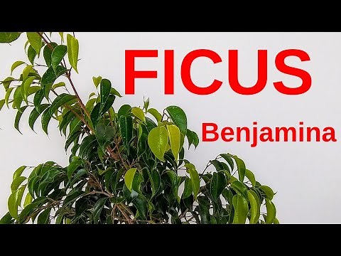FICUS BENJAMINA CARE [DO NOT PLANT IN THE GARDEN]