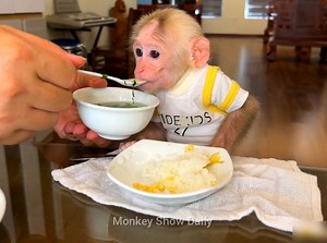 BiBi monkey eating a bit, BiBi look doesn't like to eat bitter melon fried with eggs | Monkey Show Daily