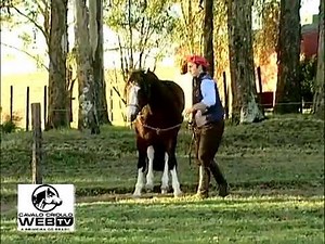 Como ensinar um potro a cabrestear?