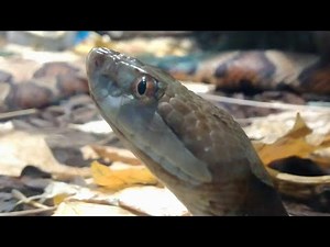 Agkistrodon contortrix - The north american copperhead (venomous snake)