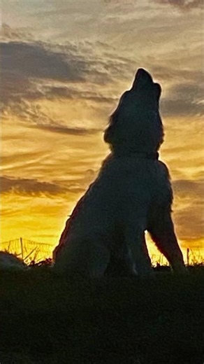 Colors of the barnyard ￼