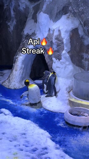 Hey api🔥 #GreenCreator #VinWonders #dulich #api #tourkhamphathuycungphuquoc đi tour khám phá thuỷ cung phú quốc ngắm chim cánh cụt nè